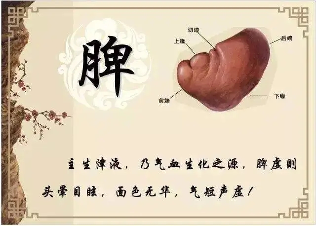 脾为后天之本，胖子多脾湿；绝密祛湿法，解救无数湿人！